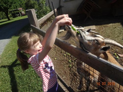 a little girl feeding a goat through a fence at Gasthof Pension Rabl in Völkermarkt