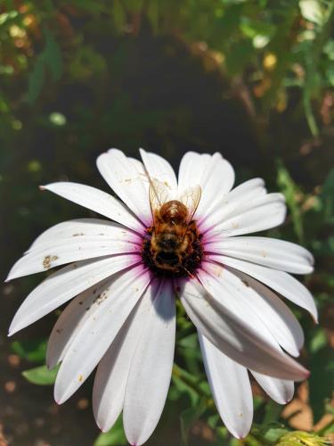 a bee sitting on top of a white flower at ca del pescatore in Cervo