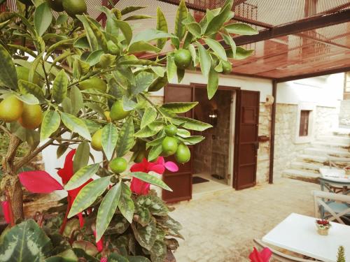 a tree with green and red flowers in front of a building at Terrazzani Suite in Comiso