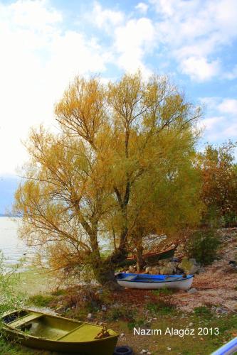 a tree and two boats sitting on the shore at Kavala Hotel in Bursa