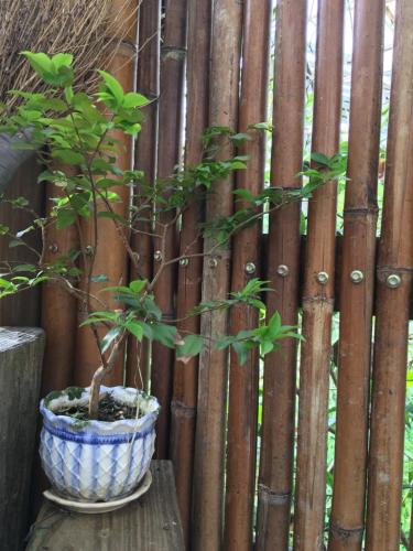 a plant in a pot next to a wooden fence at Jia's Homestay in Lugu