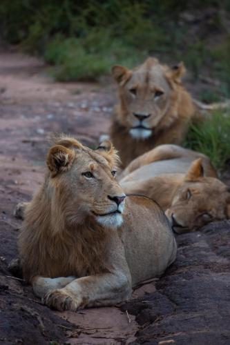 a group of lions laying on a dirt road at Senalala Safari Lodge in Klaserie Private Nature Reserve