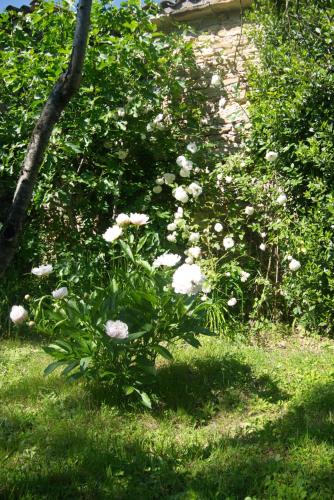 a bush with white flowers in a yard at Le Clos de l'Ambre in Divajeu