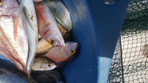 Άλλα ζώα σε αυτή η παραθεριστική κατοικία ή στη γύρω περιοχή