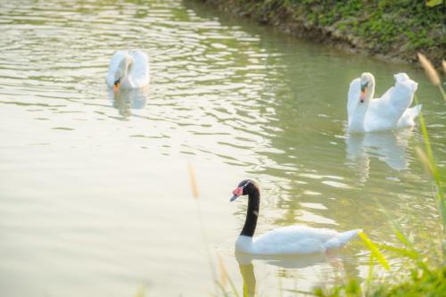 three white swans swimming in a body of water at Katiliya Mountain Resort And Spa in Mae Salong Nai