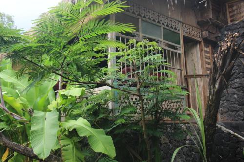 una planta frente a un edificio con ventana en Geopark Village & Spa en Kintamani