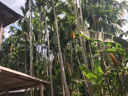 a jungle with palm trees and a house at Chansor Homestay 12 By Siem Reap Homesteading in Siem Reap