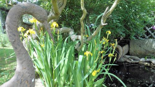 a bunch of yellow flowers in a garden at Domaine de Sault in Dore-lʼÉglise