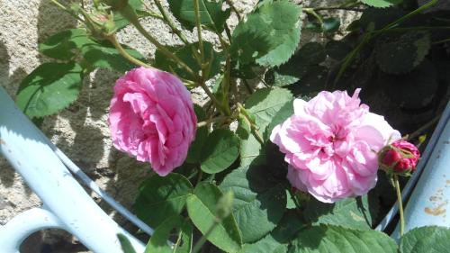two pink flowers on a plant with green leaves at Domaine de Sault in Dore-lʼÉglise