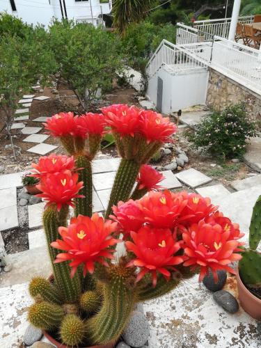 Un jardín fuera de Eri Studios