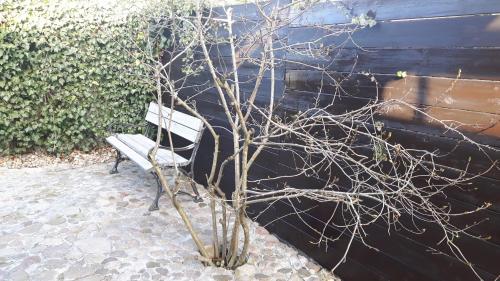 a bench in front of a wall with a tree at Zacisze Kalwy in Kalwy