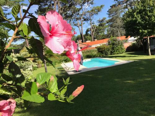 een roze bloem naast een zwembad bij El Gauchito in Punta del Este