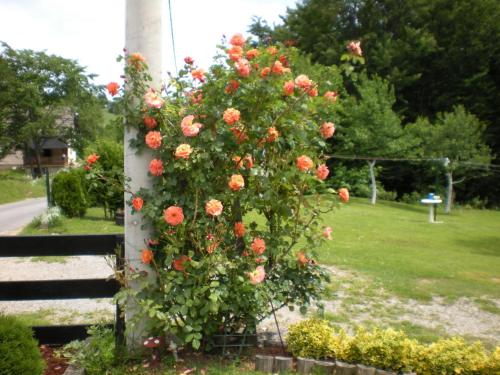 a bush of roses on a pole in a park at Guest House Ljubica in Rastovača