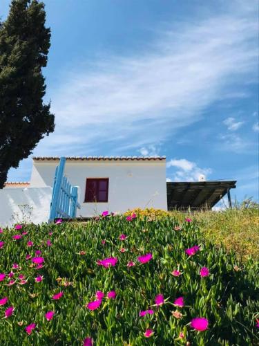 a field of pink flowers in front of a house at Casa Pedralva in Vila do Bispo