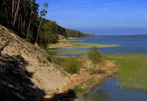 Blick auf einen Strand mit Wasser und Bäumen in der Unterkunft Czarter Zalew Wiślany KEJA in Kąty Rybackie