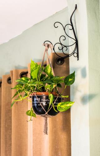 a plant in a pot on a wall at מטיילים בגליל העליון in Qiryat Shemona