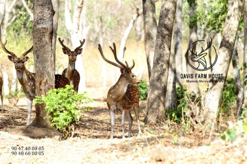 a group of deer standing in the woods at Davis Farm House in Marayoor