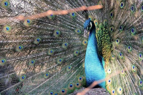 a peacock with its feathers out displaying at Le Relais du Doubs en Bourgogne in Ciel