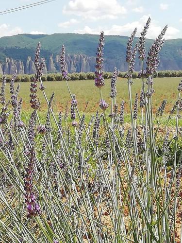 a bunch of purple flowers in a field at Maison d'hôtes Le Jas Vieux in Montfort