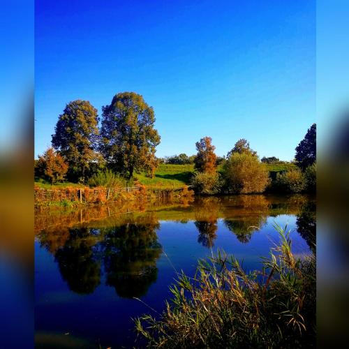 a reflection of trees in the water of a lake at Penzion Pastouška s pohostinstvím in Moravský Krumlov