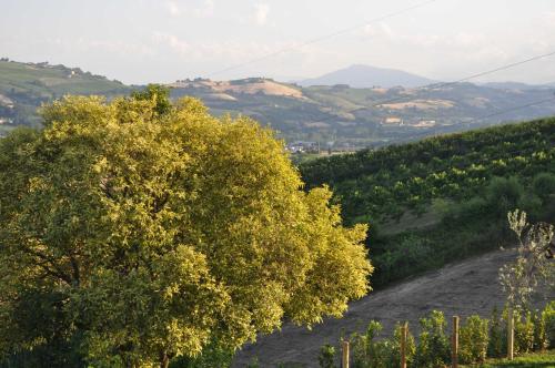 a tree on the side of a hill with a vineyard at Agriturismo MonteMaggio in Lapedona