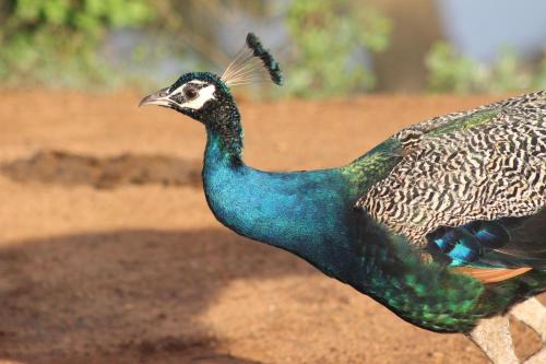 a peacock walking on the dirt with its tail up at Viveka Inn Guest and Yala Safari in Tissamaharama