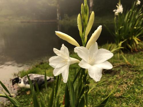 two white flowers in the grass next to a body of water at Burbi Lake Lodge Monteverde in Monteverde Costa Rica