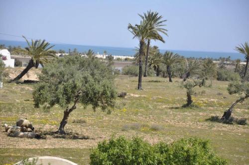 un groupe d’animaux pondant dans un champ planté de palmiers dans l'établissement Ranch Tanit Djerba, à Midoun