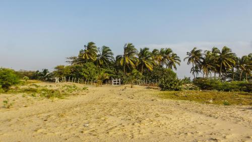 a dirt road with palm trees in the background at Playa Samara Hostel in Camarones