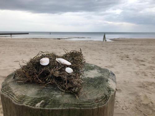 a bird nest on a wooden post on the beach at Ferienwohnung Strandnah mit Terrasse in Zempin