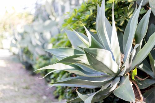a green plant is growing in a greenhouse at Happy Days in Capo Vaticano