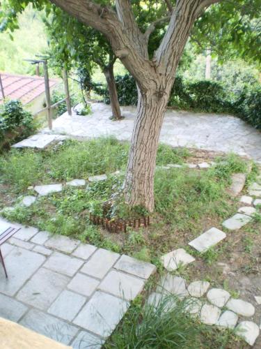 a tree in the grass next to a stone path at DE KIRIKO in Miléai