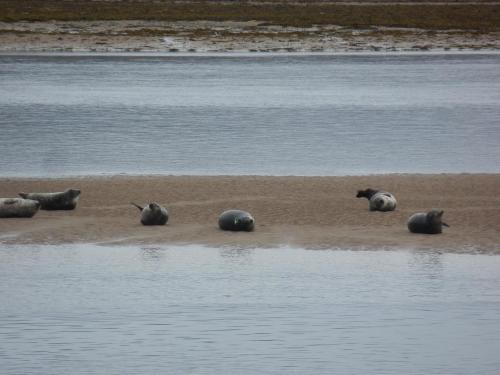 a group of elephants laying on the shore of a body of water at 3 St Gilbert Street in Dornoch
