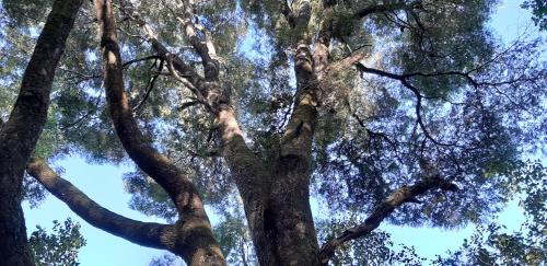 a tall tree looking up into the sky at Paraíso Liumalla Lodge in Villarrica