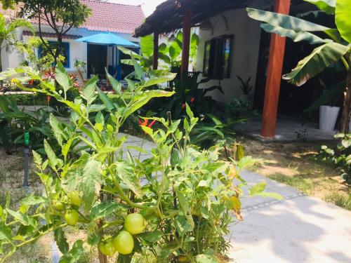 Κήπος έξω από το Hoi An Blue Seaside Homestay
