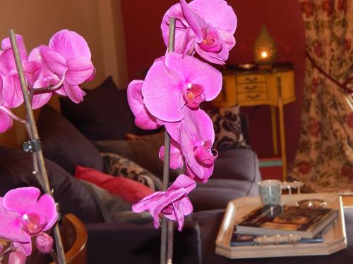 a group of pink flowers on a table at Athens-Plaka, Peter’s beautiful apartment in Temple of Zeus in Athens