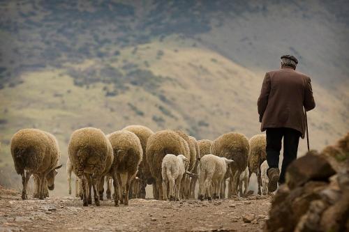 a man herding a herd of sheep on a dirt road at Hotel Restaurant Les Brases in Sort