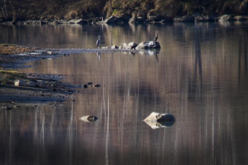 a group of birds swimming in a body of water at Hotel Restaurant Les Brases in Sort