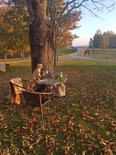 a cat sitting on a table next to a tree at Villa Cheval in Aukštadvaris