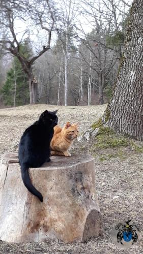 two cats sitting on top of a tree stump at Villa Cheval in Aukštadvaris