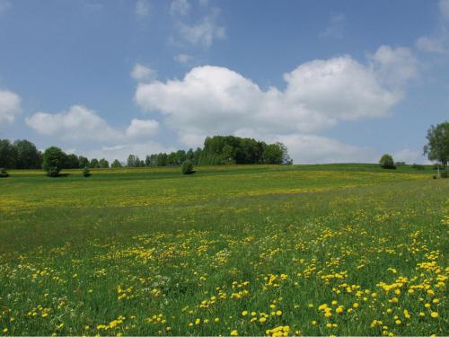 a field of yellow flowers in a green field at Gasthof-Hotel Dilger in Rattenberg