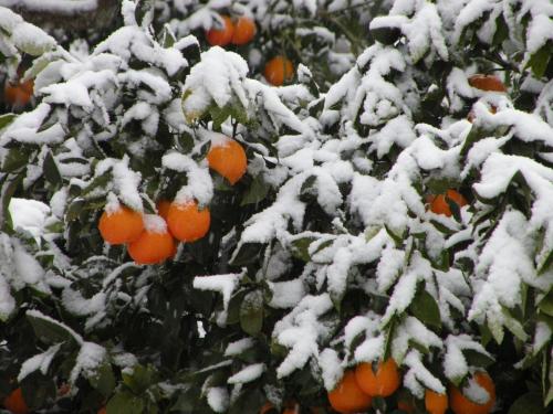 an orange tree covered in snow at Azienda Agrituristica Bergi in Castelbuono
