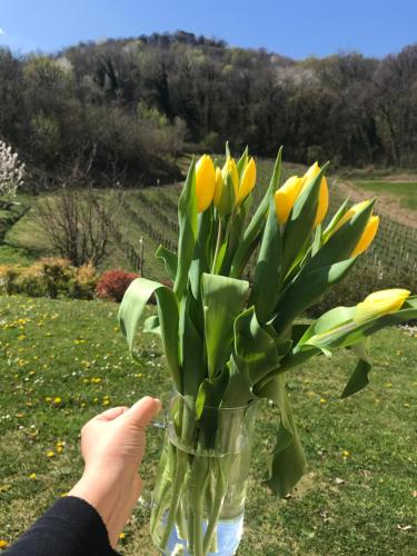 a person holding a glass vase with yellow flowers at Agriturismo Lemire in San Pietro di Feletto