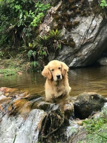 a dog standing in the water on a rock at Chales Bamboo Jungle in Petrópolis