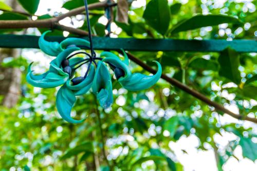 a bunch of blue flowers hanging from a tree at The Tall Trees in Munnar