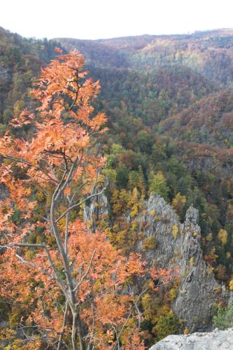 a tree on top of a mountain with fall foliage at Ferienwohnung Christine in Thale