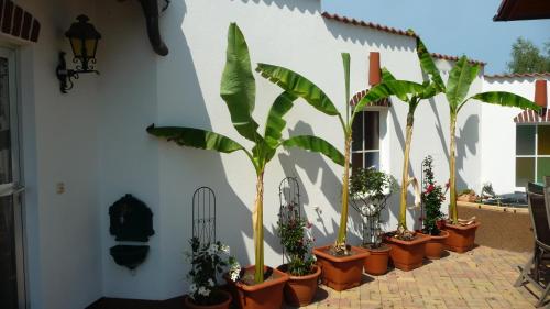 a group of plants in pots on a wall at S´ Kellerstoeckl in Fehring