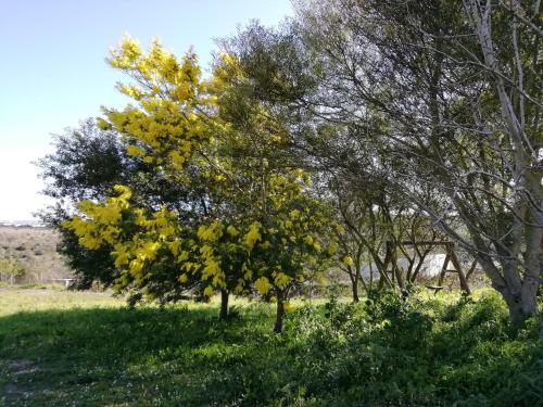 a tree with yellow leaves in a field at B&B Badde Cubas in Usini