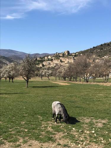 a sheep grazing in a field of green grass at La Tour de Guet in Montbrun-les-Bains