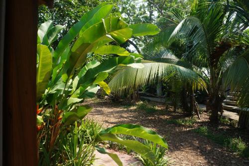 a garden with green plants and palm trees at Apartments Chez Milady in Utila